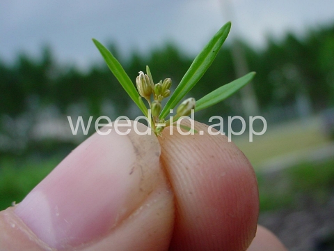 carpetweed